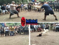 Gelanggang Judi Sabung Ayam di Sekadau Resahkan Warga, Diduga Dibiarkan Aparat