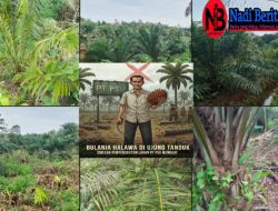 Bulania Halawa di Ujung Tanduk, Dugaan Penyerobotan Lahan PT. PSU Menguat