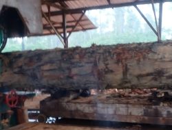 Kilang Kayu Di Tengah Hutan Beutong Ateuh Di Duga Ilegal, Dampaknya Bisa Menyebabkan Deforestasi