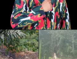 Kapolsek Batang Natal AKP HENDRA SIAHAAN,S.H Diduga Melakukan Pembiaran Aktivitas Tambang Emas Ilegal.