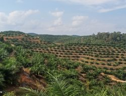 Oknum Pengusaha Diduga Serobot Hutan Adat di Ketapang: Warga Desak Pemerintah Bertindak