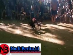 Warga Laporkan Kegiatan Sabung Ayam di Lengkenat Sepauk: Diduga Aparat Tutup Mata