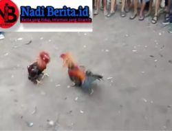 Kelang Sabung Ayam Di Merano Semakin Merajalela, APH Sintang Diduga Bungkam