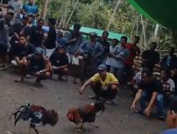 “Kebal Hukum? Arena Sabung Ayam di Kapuas Hulu Beroperasi Rutin, Dugaan Setoran ke Oknum Mencuat