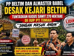Beltim dan Almaster Babel Desak Kejari Segera Tuntaskan Dugaan Penguasaan Lahan Sawit di IUP PT Timah