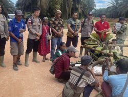 Hak Lahan Tak Kunjung Tuntas, Masyarakat Danau Buntar Turun Pasang Tajau Adat