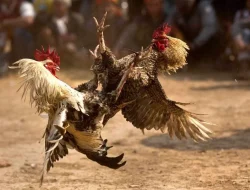 Aktivitas Sabung Ayam Marak di Desa Belimbing Silat Hulu, Komitmen Kapolda Kalbar Baru Diuji