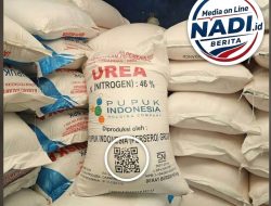 UD Rizky Desa Roburan Dugaan Penggelapan 48 Ton Pupuk Urea Subsidi Belum Diterima Petani Roburan Lombang, Kadis Pertanian lakukan Penyelidikan!