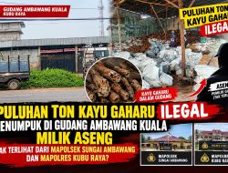 Puluhan Ton Kayu Gaharu Menumpuk di Ambawang Kuala, Legalitas Dipertanyakan! Dekat Mapolsek dan Mapolres, Mengapa Belum Tersentuh?